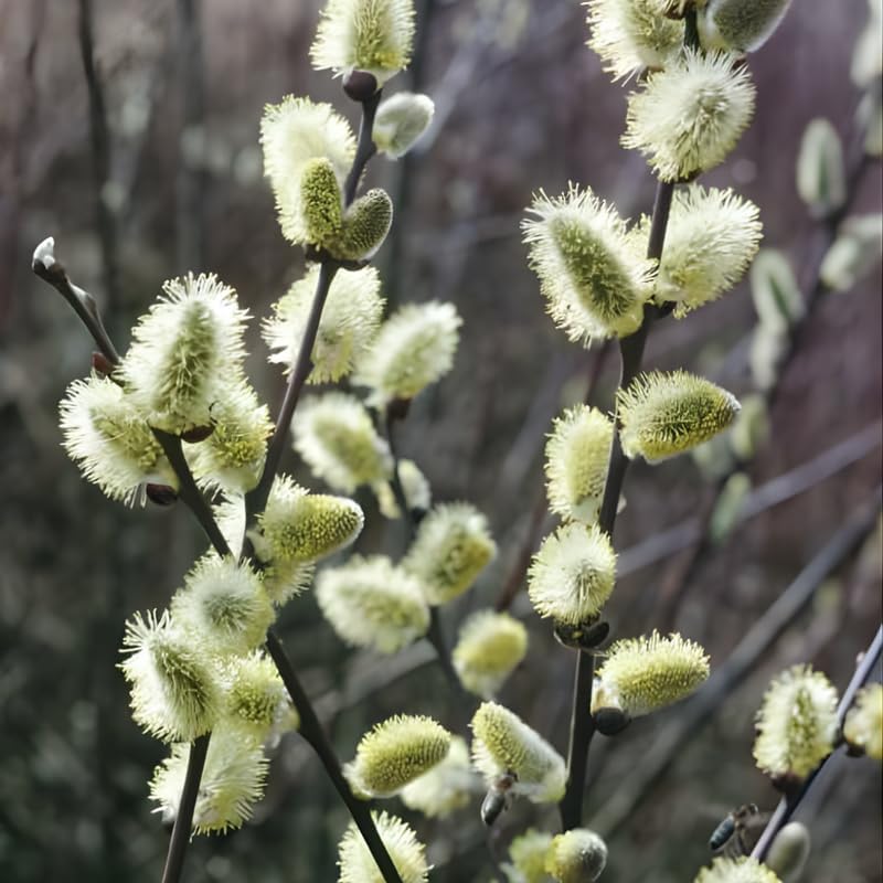 2 Pussy Willows Live Plants | Pussy Willow Tree Live Plants for Outdoor Use | 1–2 Feet Tall Well-Grown Trees | Great for Landscape Design and Branch Display