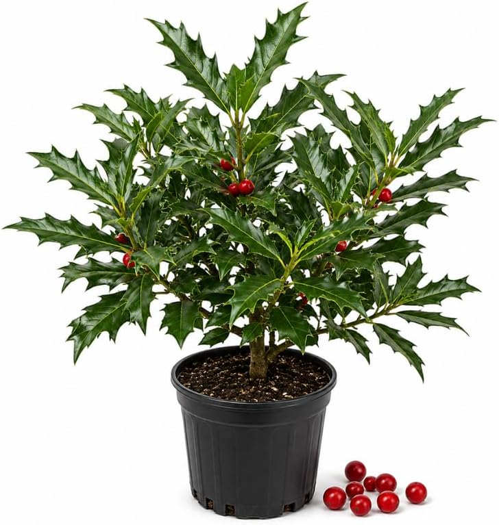 Oak Leaf Holly Plant in 4" Pot, Cold-Hardy Evergreen Shrub for Privacy Hedge and Outdoor Landscape