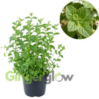 Chocolate Mint Plants Live, Mint Plants for Inside and Home Décor, 3-Inch Potted Fresh Herb for Indoor Outdoor Growing