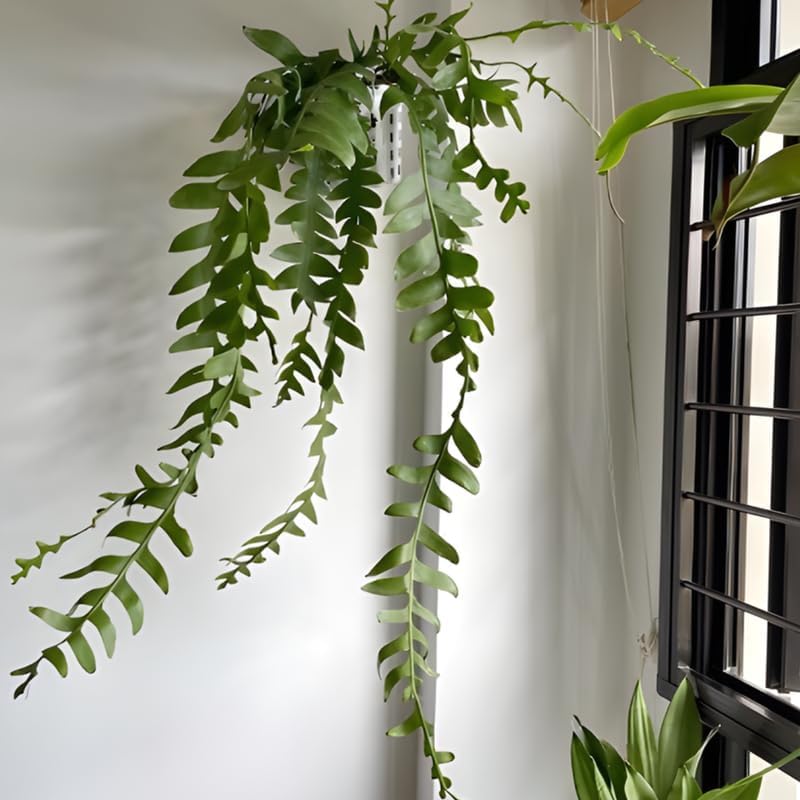 Fishbone Cactus RIC Rac Cactus Live Plant in 4" Inch Pot | Unique Fish Bone Patterned Foliage | Easy-Care Indoor Tropical Houseplant | Ideal Gift for Plant Lovers