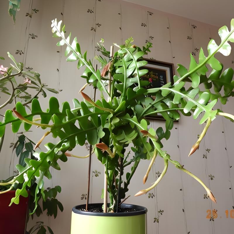 Fishbone Cactus RIC Rac Cactus Live Plant in 4" Inch Pot | Unique Fish Bone Patterned Foliage | Easy-Care Indoor Tropical Houseplant | Ideal Gift for Plant Lovers