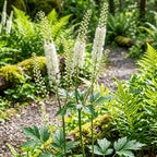 5 Live Black Cohosh Roots Bugbane, Easy Care Actaea Racemosa, Shade Plants Outdoor Perennial with Tall White Flower Spikes for Woodland Gardens & Borders