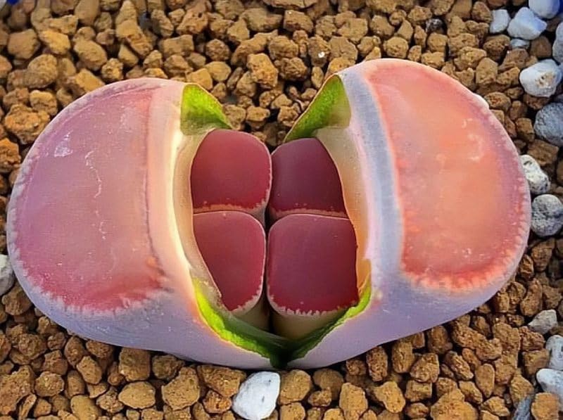 Pack of 20 Live Small Exotic Lithops Live Plants | Perfect for Lithops Starter, Great Terrarium Addition | Bare Root Without Soil or Pot, Easy to Grow and Ideal for Indoor/Outdoor Display
