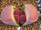 Pack of 20 Live Small Exotic Lithops Live Plants | Perfect for Lithops Starter, Great Terrarium Addition | Bare Root Without Soil or Pot, Easy to Grow and Ideal for Indoor/Outdoor Display