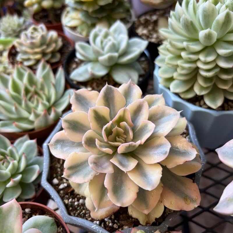 Echeveria Subsessilis Variegated Live Succulent in 4 Inch Pot, Decorative Succulent Plant for Home Office, Wedding Decor and DIY Projects