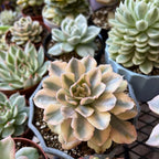 Echeveria Subsessilis Variegated Live Succulent in 4 Inch Pot, Decorative Succulent Plant for Home Office, Wedding Decor and DIY Projects