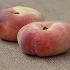 Donut Peach Fruit Tree | Large Live Seedling Plant 30-36 Inches in 3 Gallon Pot | Hardy Sweet Flat Peach Fruit Tree, Ready to Bear Fruits | No Ship to CA,HI,AK