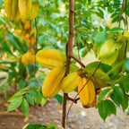 (No Ship to CA,HI,AK) Sweet Starfruit Tree in 3 Gallon Pot, Easy Care Tropical Greenery, Fruit Tree for Home Landscapes