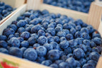 (No Ship to CA, HI, AK) Sweet Brightwell Blueberry Live Plant - 1 to 2 Feet Live Blueberry Plants in 2 Gallon Pot, Perfect for Yard Landscape and Containers