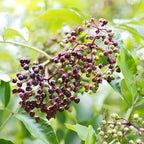 2-Pack Black Elderberry Rooted Cuttings | 8-12" Bare Root Live Plant Seedlings | Fast-Growing Fruit Bearing Shrubs