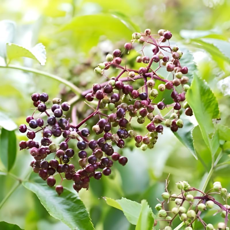 2-Pack Black Elderberry Rooted Cuttings | 8-12" Bare Root Live Plant Seedlings | Fast-Growing Fruit Bearing Shrubs