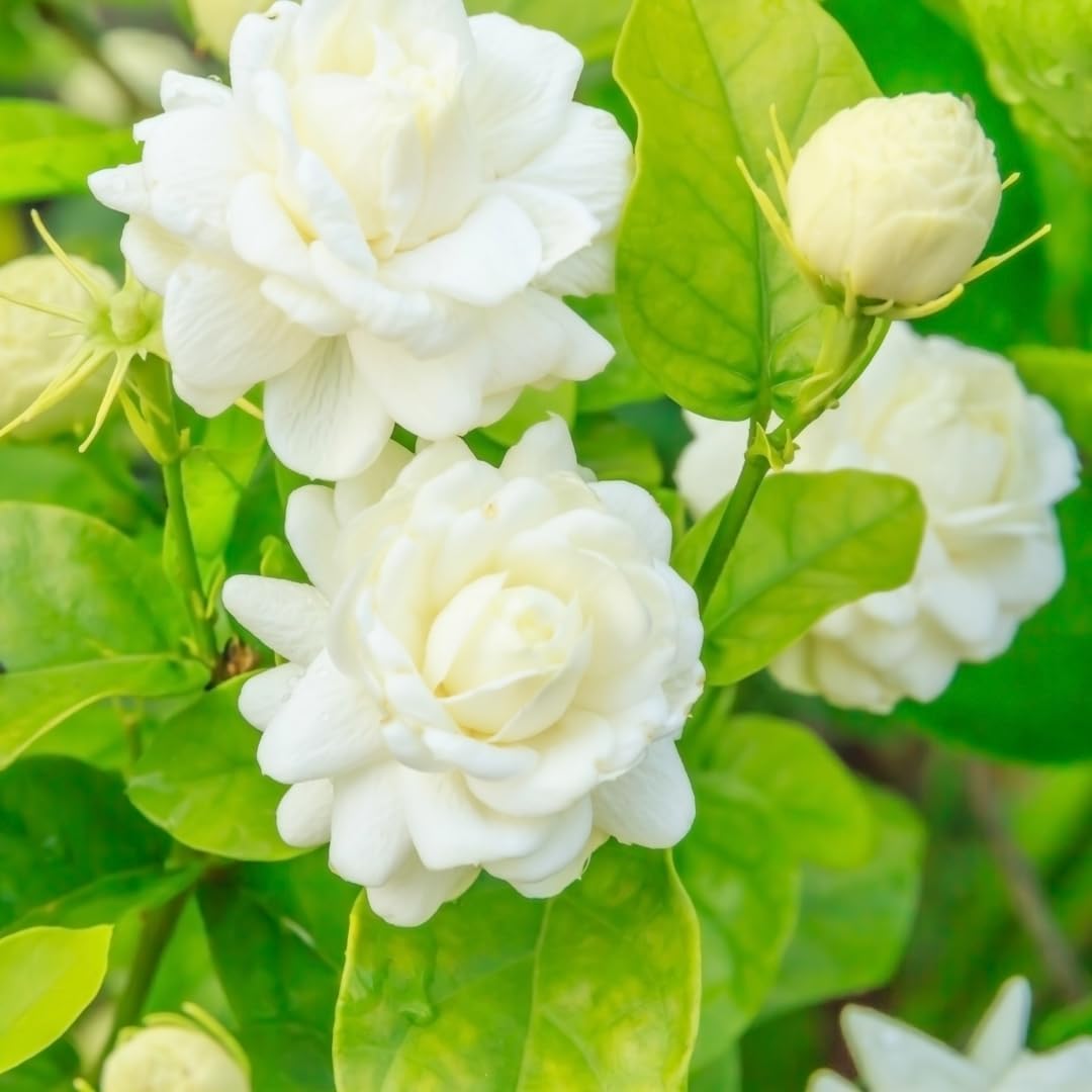 Grand Duke Jasmine Plant | Tuscany Jasmine Plant | Size 4 to 5 Inch Tall | Fragrant Flowering Jasmine | Year Round Blooming | Well Rooted