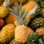 Pineapple Live Plant Starter, 6" Pot Tropical Fruit Plant, Vigorous Edible Bromeliad for Backyard Gardens & Containers, Easy to Care Exotic Harvest
