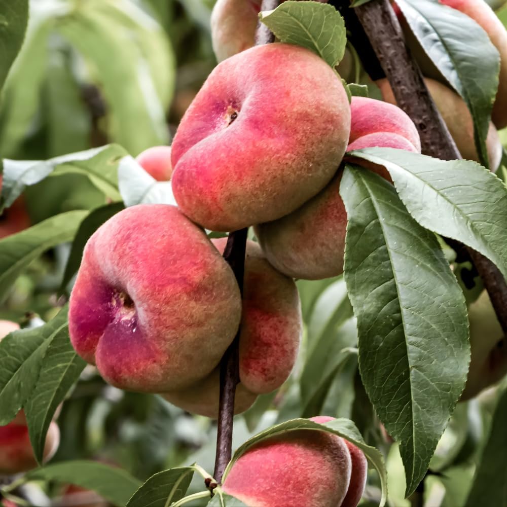 Donut Peach Fruit Tree | Large Live Seedling Plant 30-36 Inches in 3 Gallon Pot | Hardy Sweet Flat Peach Fruit Tree, Ready to Bear Fruits | No Ship to CA,HI,AK