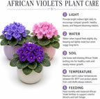 Pink African Violets Live Plant, 4-8" Tall African Violet Plant, Low Maintenance, Striking Velvet Leaves with Charming Pastel Blooms, for Home Décor & Gift