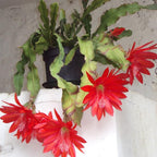 Red Easter Cactus Live Plants | Houseplant Succulent Cactus Flower Plant 3 Inch Tall | Blooming Holiday Cactus | Easy Care Easter Cactus Plants Live for Indoor Home Décor