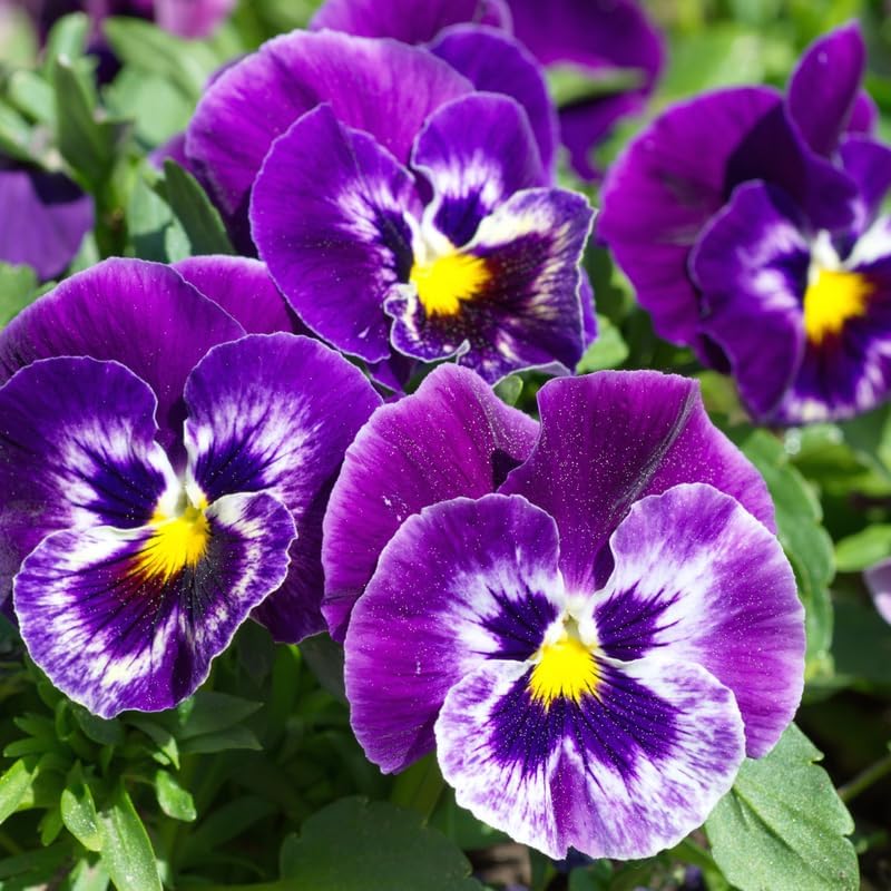 Viola Plant, Violet Flower in 3" Pot, Low Maintenance Perennial Purple Flowers for Walkways, Pots & Hanging Baskets