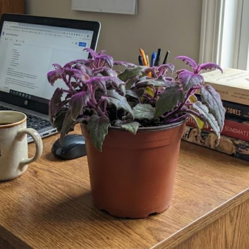 Purple Passion Plant Live, 4-5 Inch Size, Easy to Grow, Low Maintenance Tropical Velvet Vine for Bright Indirect Light