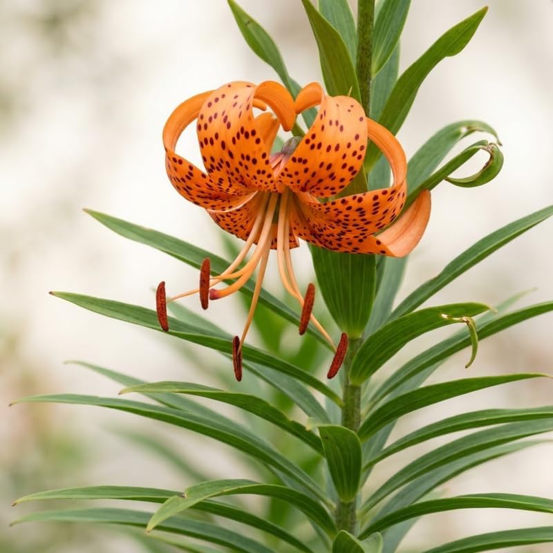 5 Tiger Lily Bulbs - Turk's Cap Lilium Superbum, Orange Flowering Perennial for Shady Garden Borders, Low Maintenance Native Flowering Perennial for Sun