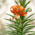 5 Tiger Lily Bulbs - Turk's Cap Lilium Superbum, Orange Flowering Perennial for Shady Garden Borders, Low Maintenance Native Flowering Perennial for Sun