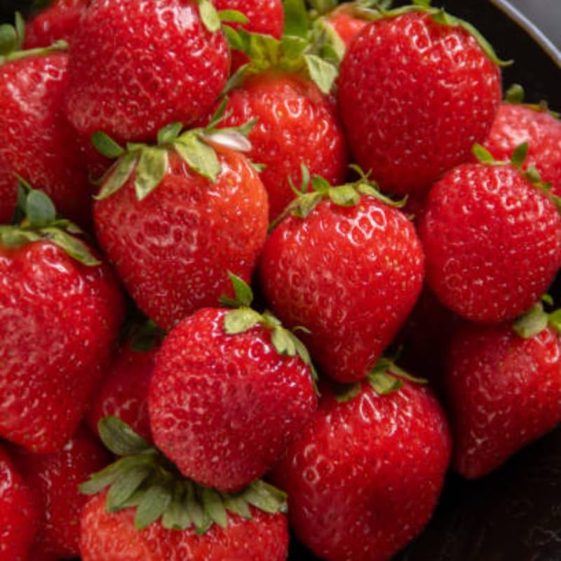 50 Allstar Strawberry Bare Root Plants, Well-Rooted Edible Fruit Starters, Junebearing Berry Shrub for Home Garden Rows and Raised Beds