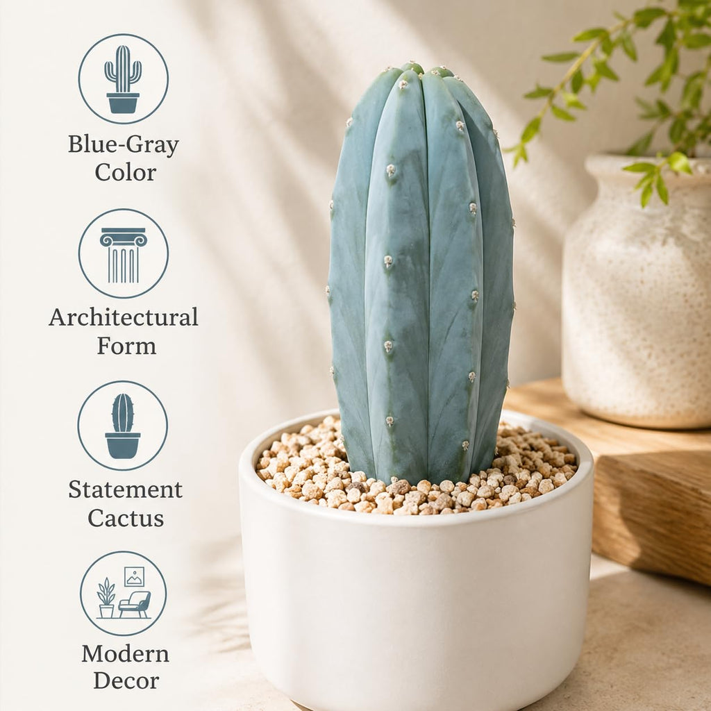 Gymnocalycium Horstii Green Tomato Cactus Plant Live, 4" Pot, Fully Rooted, Easy Care, Unique Ornamental Live Succulent Plant for Home, Office & Indoor Displays