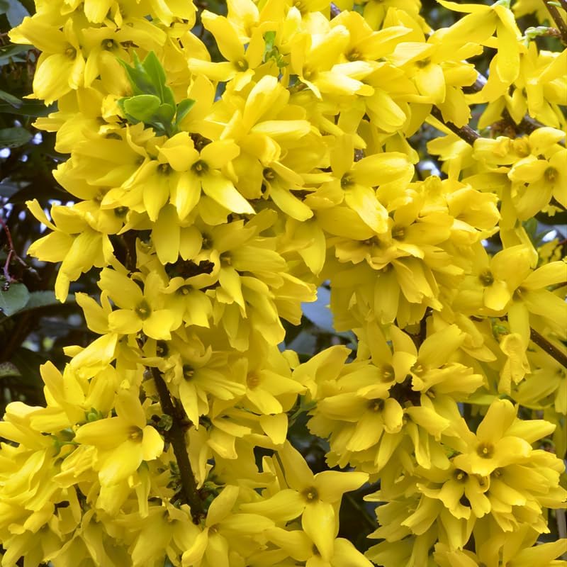 Lynwood Gold Forsythia Live Plant | Quart Pot | Forsythia Bush Plant for Outdoor Growing | Ideal for Garden Planting and Landscape Use