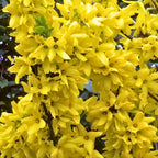 Lynwood Gold Forsythia Live Plant | Quart Pot | Forsythia Bush Plant for Outdoor Growing | Ideal for Garden Planting and Landscape Use