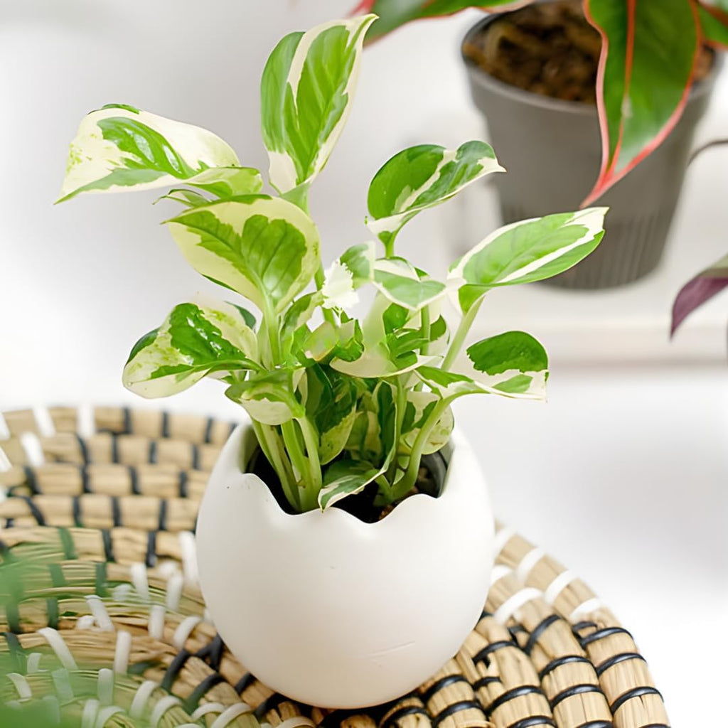 N’Joy Pothos Live Houseplant in 4 Inch Pot |Epipremnum Aureum Tree for Planting | Ideal Live Pothos Plant for Shelves, Desktops & Hanging Pots – Hardy