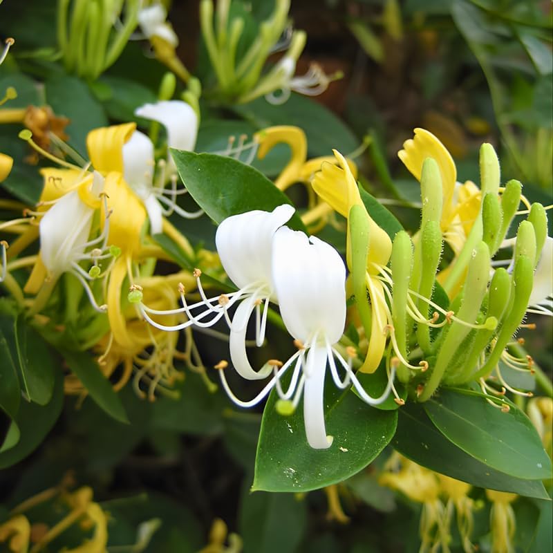 2 Honeysuckle Live Plant | 6–12 Inch Tall | Non-Vine Fragrant Shrubs for Yard Landscaping, Garden Beds, Borders & Pollinator-Friendly Areas