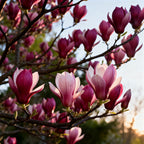 2 Ann Magnolia Tree, 12-18 Inch Tall in 2.5 Inch Pot, Vigorous Spring Bloomer for Sunny Backyard Landscapes, Fragrant Flower Tree