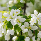 Mock Orange Shrub Live Plant, 4-6" Tall, Cold-Hardy Deciduous Bush for Home Landscapes, Sweet Citrus Scented White Spring Blooms & Low Maintenance Hedge