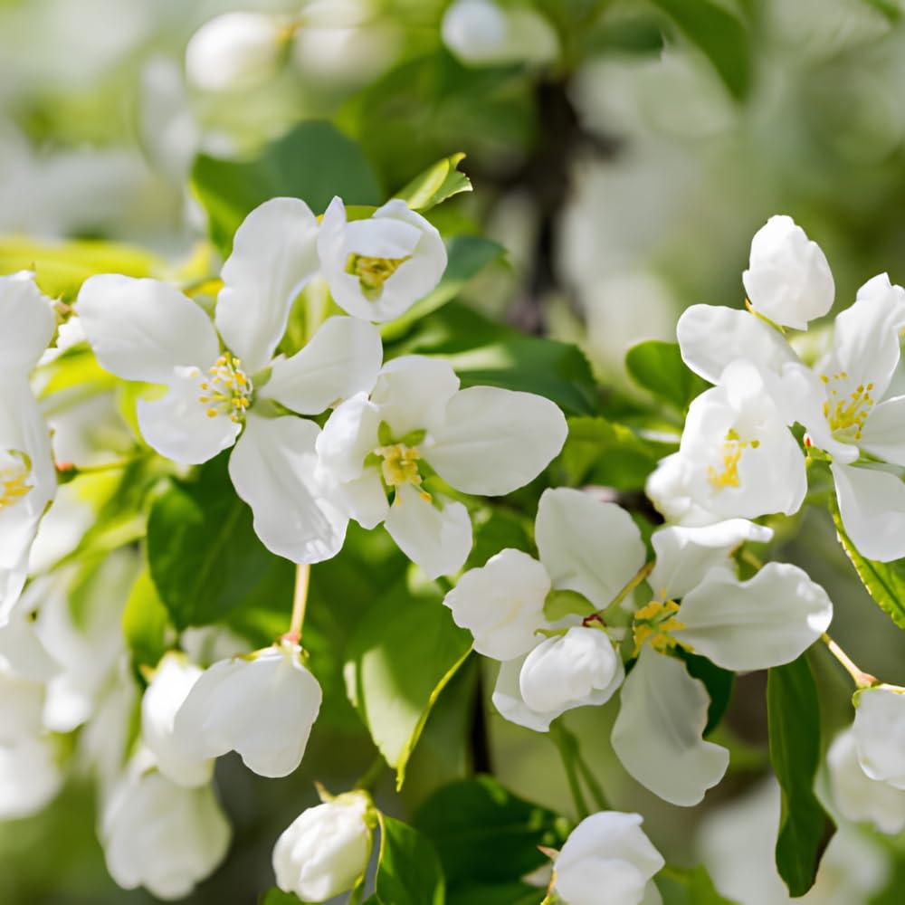 Mock Orange Shrub Live Plant, 4-6" Tall, Cold-Hardy Deciduous Bush for Home Landscapes, Sweet Citrus Scented White Spring Blooms & Low Maintenance Hedge