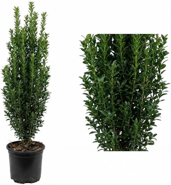 2 Sky Pencil Holly Tree Live Plant | 2.5-Inch Pot | Low Maintenance Live Narrow Evergreen | Robust Well-Rooted Pencil Holly for Architectural Décor
