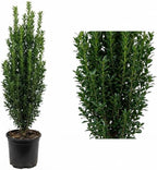 2 Sky Pencil Holly Tree Live Plant | 2.5-Inch Pot | Low Maintenance Live Narrow Evergreen | Robust Well-Rooted Pencil Holly for Architectural Décor