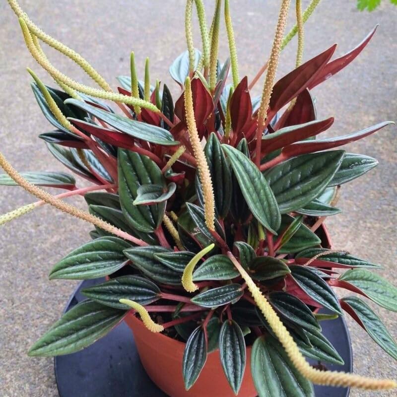3 Peperomia Plant Live, Peperomia Napoli Nights in 2 Inch Pot, Rare Houseplant for Tabletop Display, Gifting and Indoor Collections