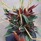 3 Peperomia Plant Live, Peperomia Napoli Nights in 2 Inch Pot, Rare Houseplant for Tabletop Display, Gifting and Indoor Collections