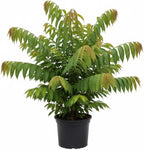 Red Sugar Apple Live Plants | 2.5–3 Feet Tall Well-Rooted Annona squamosa Tree | Easy-Grow Tropical Fruit Tree for Outdoor Gardens, Patios, and Containers | No Ship to CA,HI,AK