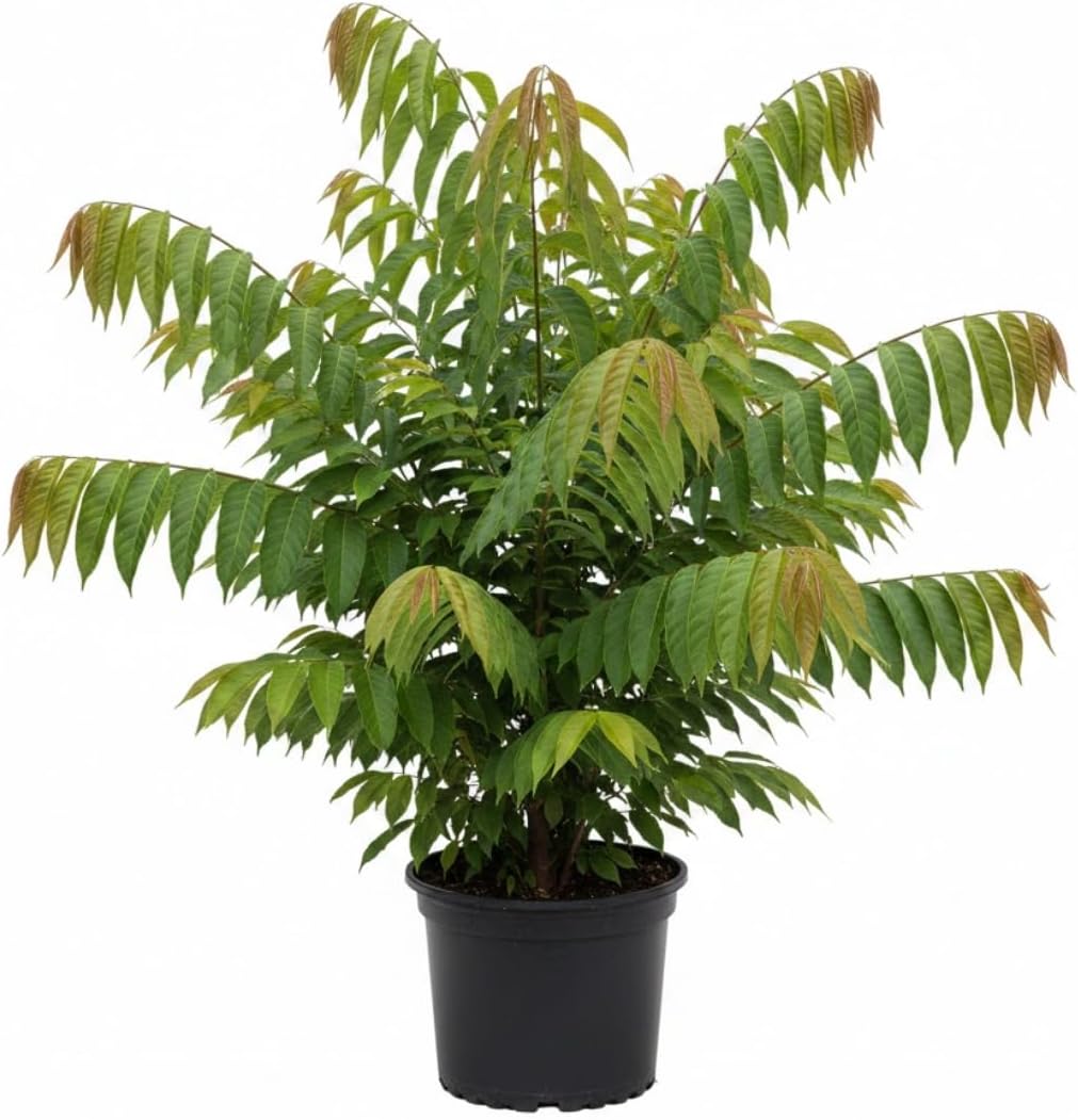 Red Sugar Apple Live Plants | 2.5–3 Feet Tall Well-Rooted Annona squamosa Tree | Easy-Grow Tropical Fruit Tree for Outdoor Gardens, Patios, and Containers | No Ship to CA,HI,AK