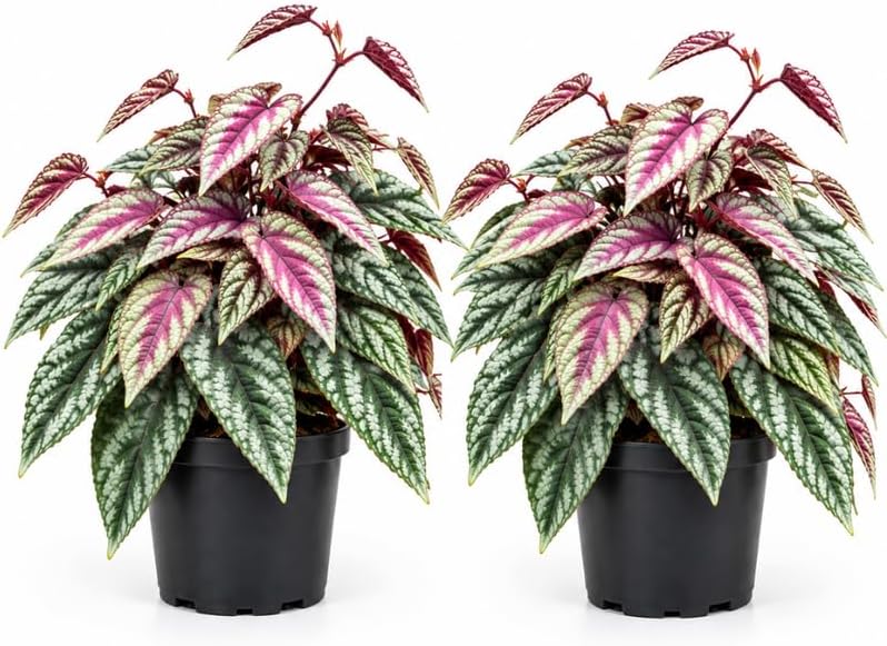 2 Cissus Discolor Plant Live, Rex Begonia Vine in 6" Pot
