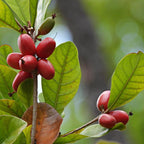 (No Ship to CA, HI, AK) Miracle Berries Fruit Tree Plant - 12 to 14 Inches Tall in 3 Gallon Pot, Fast Growing Miracle Berry Plant Live Fruit Trees for Patio and Greenhouse