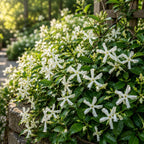 4 Asiatic Jasmine Minima Plants, 4-6 Inch Tall, Fast Growing Ground Cover Plant, Grow Robust Dense Foliage Carpet for Landscape