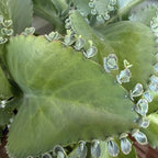 Kalanchoe Mother of Thousands Plant Live in 4" Inch Pot | Unique Fast-Growing Succulent | Ideal Indoor Houseplant for Home & Office Décor
