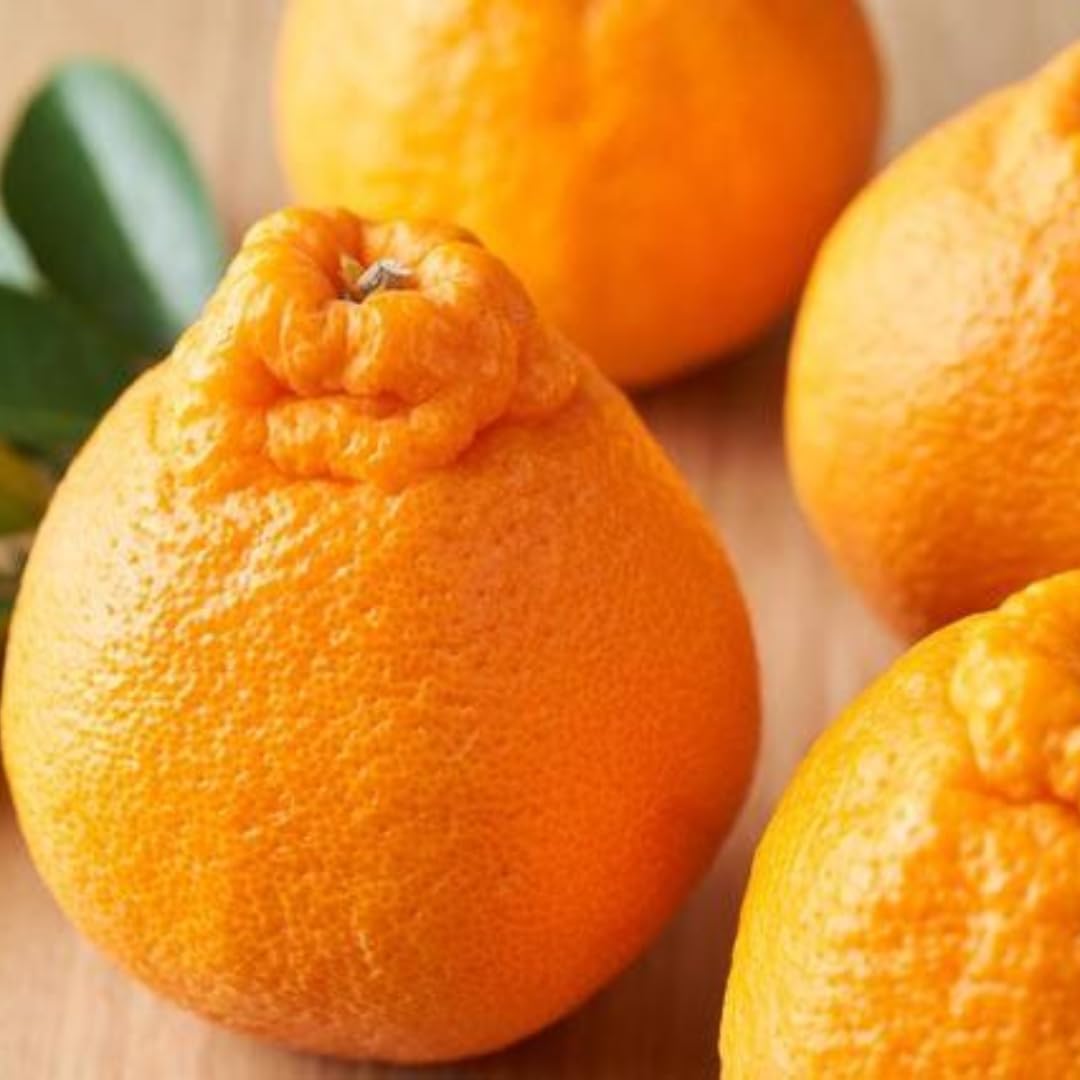 Tango Mandarin Oranges Tree Live Plant | 2.5–3 Feet Live Potted Citrus Tree | Sweet Juicy Fruit for Cooking Juicing & Home Gardening | No Ship to CA,HI,AK