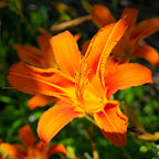 50 Wild Orange Daylily Root, Well-Rooted Tiger Daylily, Cold-Hardy Fragrant Perennial, Sturdy Ditch Lily for Sunny Backyard Landscapes