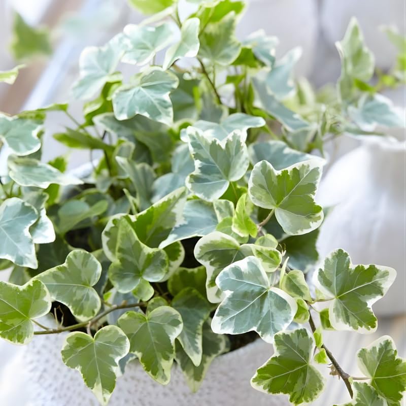 Glacier English Ivy Live Plant in 6 Inch Pot | Real English Ivy Plant Live | Trailing Plant & Climbing Vine | Easy Care Houseplant for Home & Office