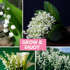 10 Lilly of The Valley Live Plant Roots for Planting, Low Maintenance Perennial, Bell Shaped and Fragrant Flowers for Outdoors Indoors