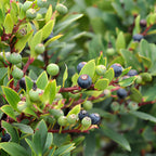 Huckleberry Plants Live for Planting, 3-4 Inch Bare Root Seedlings, Low Maintenance Native Fruit Shrub, Robust Well-Rooted Plants