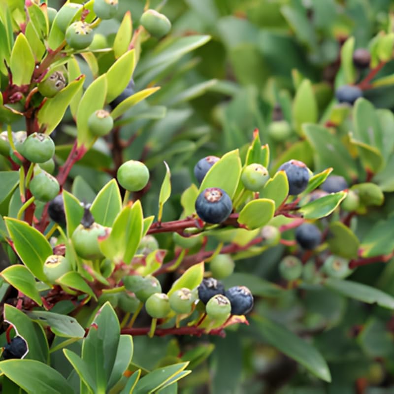 Huckleberry Plants Live for Planting, 3-4 Inch Bare Root Seedlings, Low Maintenance Native Fruit Shrub, Robust Well-Rooted Plants