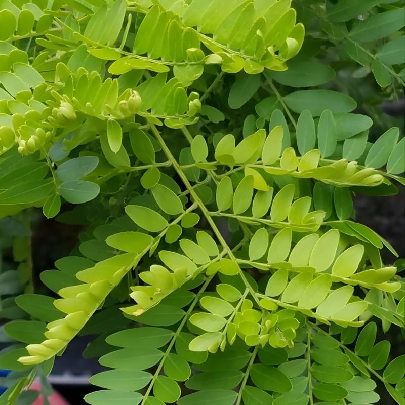 2 Honey Locust Native Seedling Trees | Honey Locust Live Plants for Outdoor Growing | 1–2 Ft Tall Young Trees | Suitable for Shade and Open Landscapes
